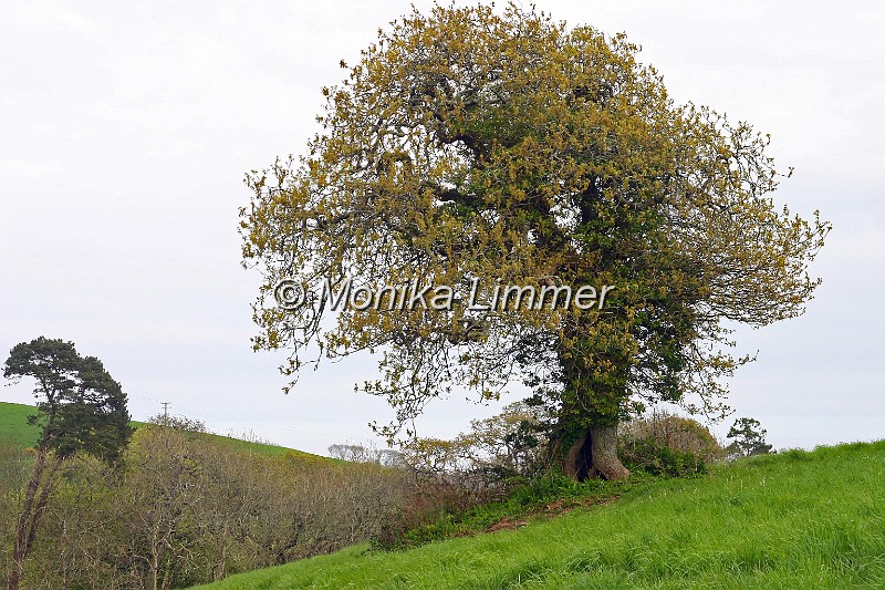 7192__einzelner grosser baum.jpg